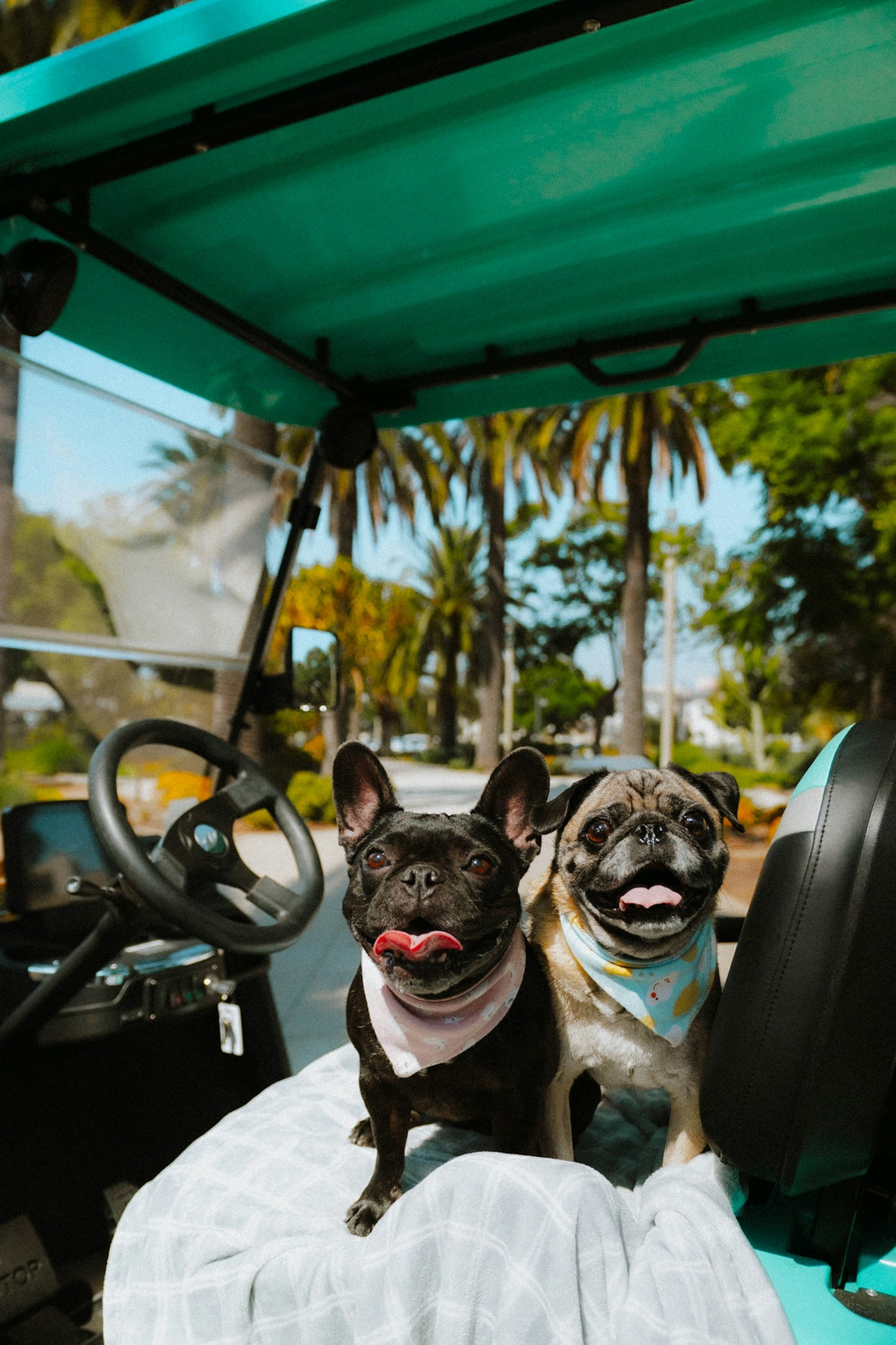 French bulldog and pug riding in a golf cart