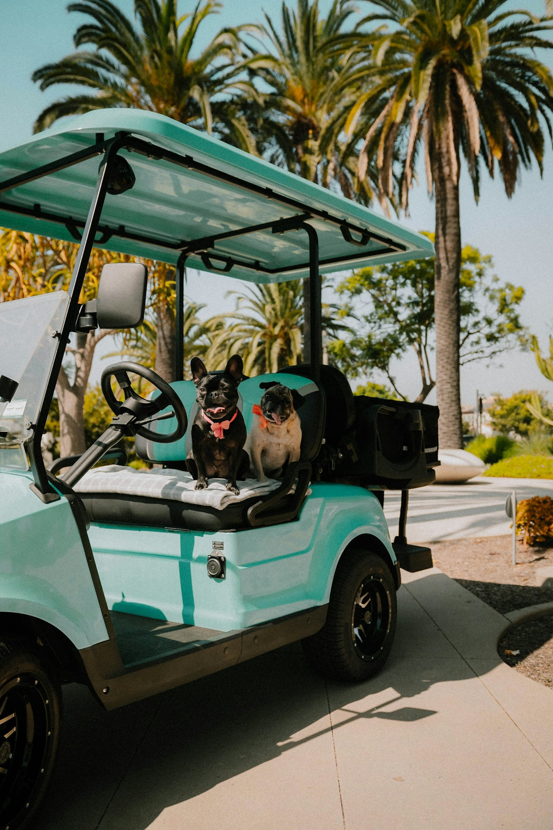 French bulldog and pug sitting in a turquoise golf cart